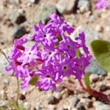 Sand Verbena