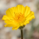 Desert Sunflower