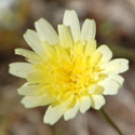 Desert Dandelion