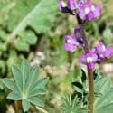 Arizona Lupine