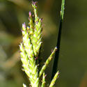 close-up view of spikelets, Distichlis spicata