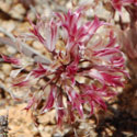 Parish' Desert Onion