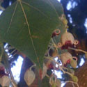 Kurrajong leaf and flowers