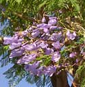 Jacaranda flowers and foliage