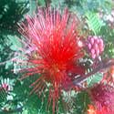 bright red flowers of Baja Fairy Duster