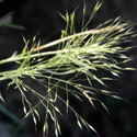 Little-seed Muhly is less robust and has smaller spikelets