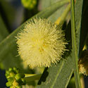 creamy flowers of Willow Acacia appear in late fall