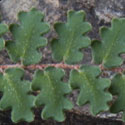 Wavy-leaf Cloak Fern