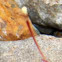 A SINGLE FLOWER OF Camissonia chamaenrioides