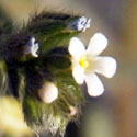 flower of Lappula occidentalis