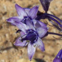 Blue Sand Lily