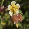 involucre of Euphorbia misera with developing seed capsule.