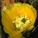 Prickly Pear