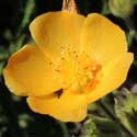 Palmer's Indian Mallow