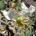 flower of Catalina Crossosoma