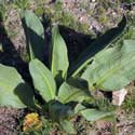 Wild Rhubarb