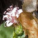 Desert Holly