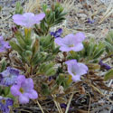 Lacy Tansy-Aster