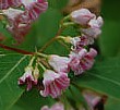 Indian Hemp;Dogbane