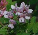 Indian Hemp;Dogbane