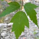 Box Elder leaf