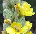 Common Mullein