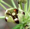 Spider Milkweed