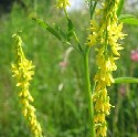 Yellow Sweet Clover