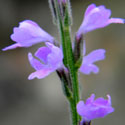 Small Seaside Germander