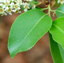 Choke Cherry