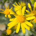 New Mexico Groundsel