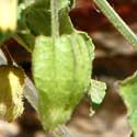 leaves of Phlox longifolia