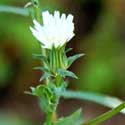 California Chicory