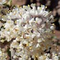 Desert Ceanothus