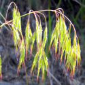 weeping brome grass