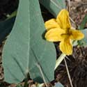 Buffalo Gourd