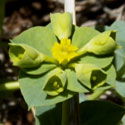 Mojave Spurge