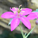 Piney Woods Geranium