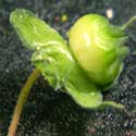 developing fruit of Spreading Fanpetals