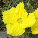 Hartweg's Sundrops