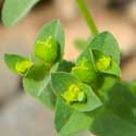Warty Spurge