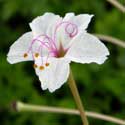 Mirabilis longiflora