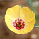 Plains Flax