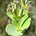 Western White Honeysuckle