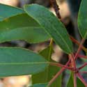 Arizona Madrone