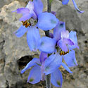 Delphinium parishii