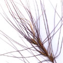 squirrel-tail grass
