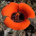 Desert Mariposa Lily