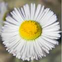 Fleabane