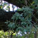 Mexican Blue Oak
